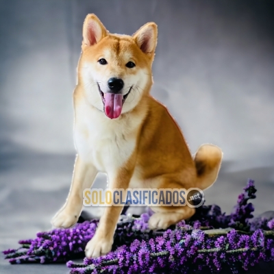 AKITA INU JAPONÉS            IT WILL BE YOUR COMPANION AND BEST C... 