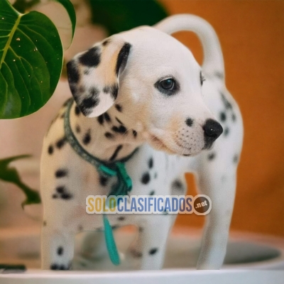 DALMATA  HAPPINESS FOR YOUR HOME... 