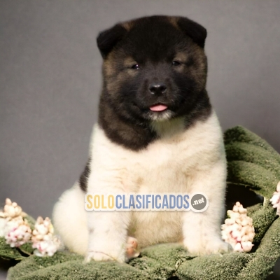 HAIRY AKITA AMERICANO FOR SALE... 