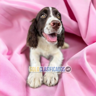 SPRINGER SPANIEL DISPONIBLE/AVAILABLE... 
