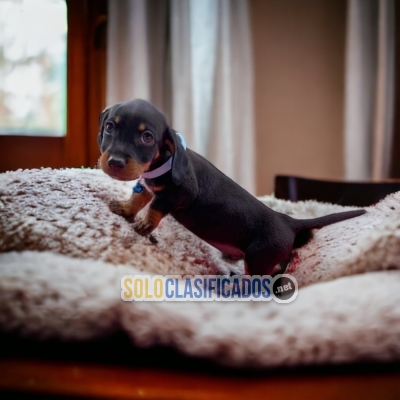 DACHSHUND BLACK FIRE... 