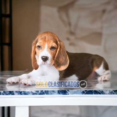 BEAUTIFUL BEAGLE POCKET AMERICAN   ilinois... 