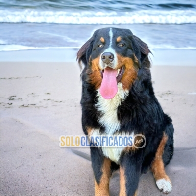 Perro de Montaña Bernese Bellos Cachorros... 