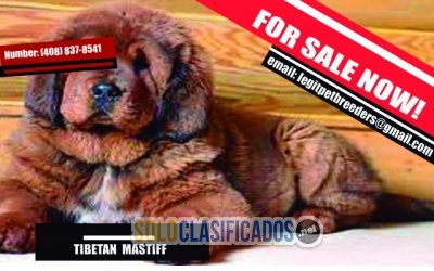 TIBETAN  MASTIFF PUPPY AVAILABLE NOW... 