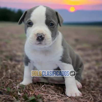BEEAUTIFUL AMERICAN STAFFORD PUPPY FOR SALE... 
