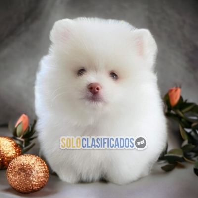 Pomerian Toy  pomerian Mini dog certificate of purity of breed... 