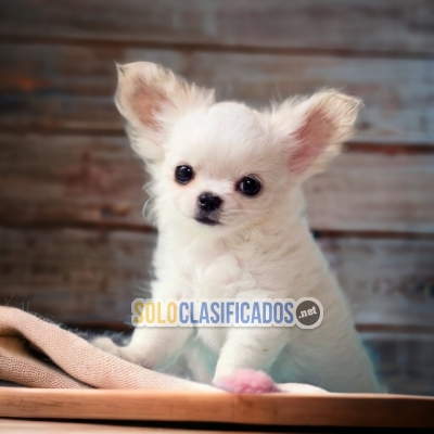 BEAUTIFUL PUPPIES AVAILABLE CHIHUAHUA PELO LARGO... 