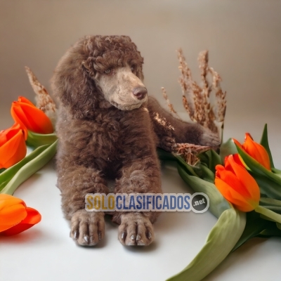 French Poodle Chocolate Encantadores Cachorros... 