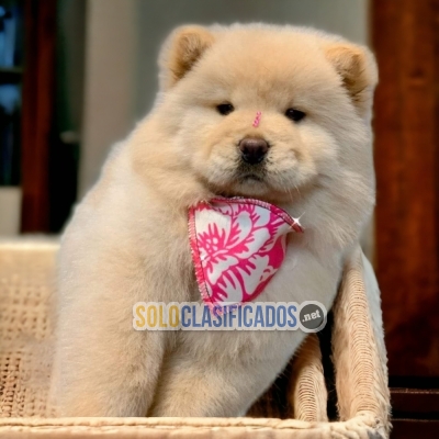 CUTE CHOW CHOW... 