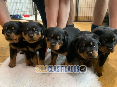 Impresionante camada de cachorros rottweiler... 