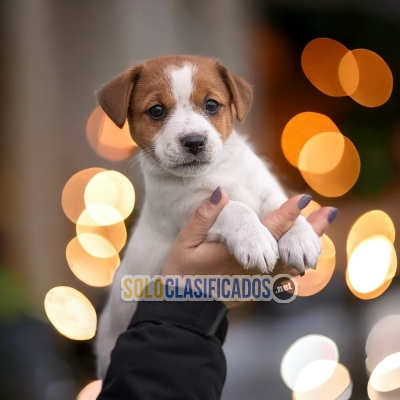 Tierno JACK RUSSELL para tu hogar... 