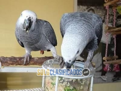 Venta de Loros Timneh grises africanos jóvenes y parlanchines... 