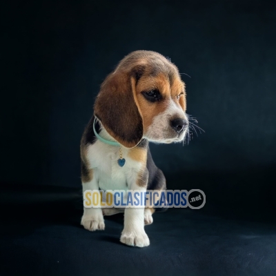 BEAGLE AMERICANO... 