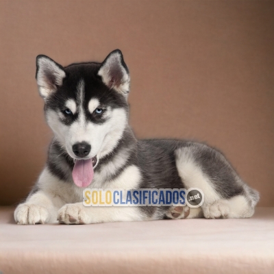 HUSKY SIBERIANO        IT WILL BE YOUR BEST COMPANY FROM NOW ON C... 
