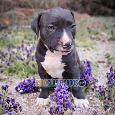 Pitbull Bellos Puppies... 