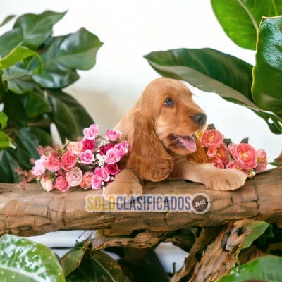 4ADORABLE COCKER SPANIEL  INGLÉS... 