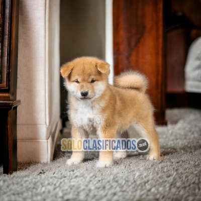 Akita Inu beautiful puppies... 