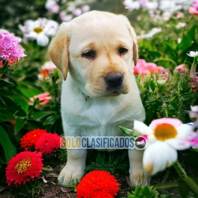 Lovely Labrador retriever Just the One You Are looking For.... 