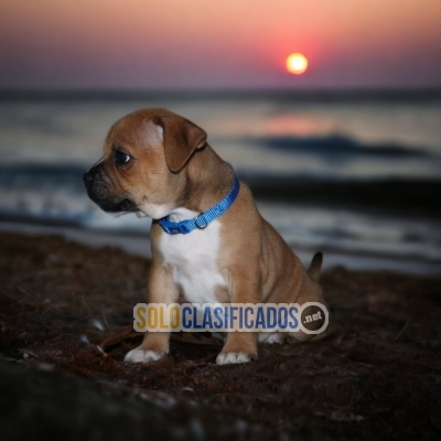 Beautiful puppies  AMERICAN STAFFORD  with the best market condit... 