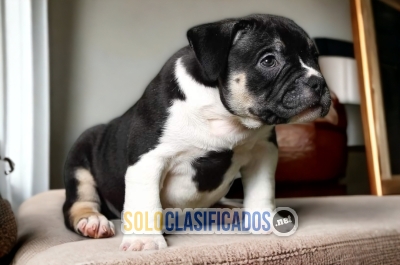American Bully Radiant Puppies... 