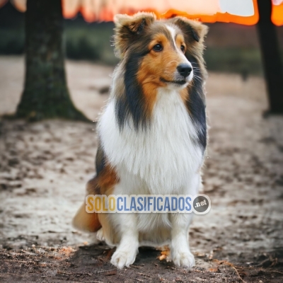 DISPONIBLES HERMOSOS PASTOR COLLIE / BEAUTIFUL PASTOR COLLIE AVAI... 