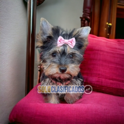 Yorkie Yorkshire Terrier Lovely Puppies... 