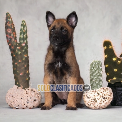 SWEET PUPPIES PASTOR BELGA MALINOIS... 