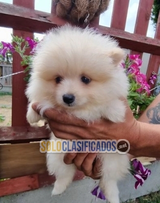 Venta premium Chicas Pomerania DISPONIBLES... 