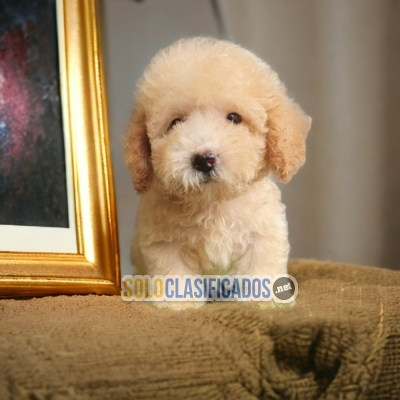 French Poodle Normal Hermosos Cachorros... 