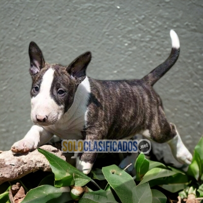 PRECIOSO BULL TERRIER DISPONIBLE AQUI COMPRALO AHORA... 