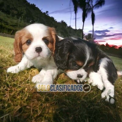 Cavalier KIng Charles Spaniel Amazing Puppies... 