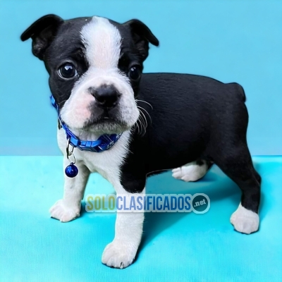 FURRY BOSTON TERRIER FOR SALE... 