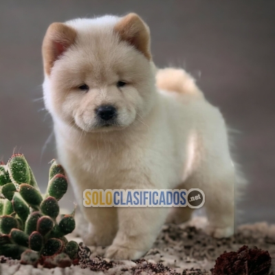 PUPPIES CHOW CHOW... 