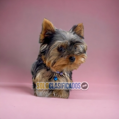 BEAUTIFUL YORKSHIRE TERRIER... 