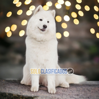 Samoyed Samoyano  A FURRY FOR YOUR HOME... 