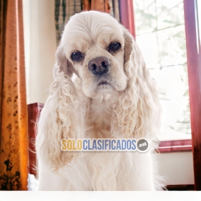 COCKER SPANIEL AMERICANO   IT WILL BE YOUR COMPANION AND BEST COM... 