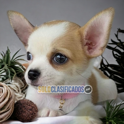 BEAUTIFUL CHIHUAHUA CABEZA DE MANZANA PUPPY FOR SALE 1... 