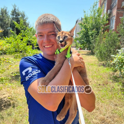 Solo Clasificados - Hermosos gatitos caracal disponibles Buscamos un comprador serio plenamente consciente de las necesidades específicas de esta especie y capaz de prop - imagen: 3