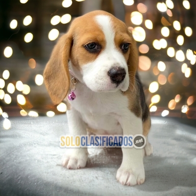 5ADORABLE BEAGLE POCKET AMERICANO... 