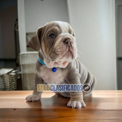 01BULLDOG INGLES  DISPONIBLE... 