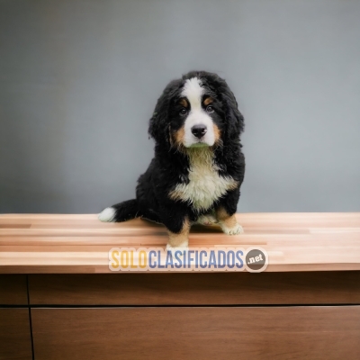 BEAUTIFUL PUPPIES BERNESE MOUNTAIN DOG... 