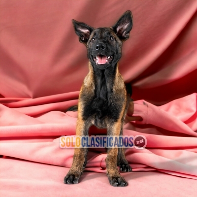 PASTOR BELGA MALINOIS A FURRY FOR YOUR HOME... 