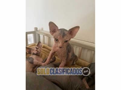 Female and male Teacup Sphynx kittens for sale... 