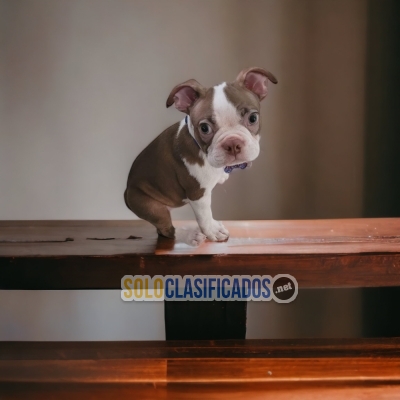 DISPONIBLES/AVAILABLE MASCOTAS/PETS BOSTON TERRIERBOSTON TERRIER... 