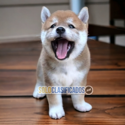 4ADORABLE AKITA INU JAPONÉS... 