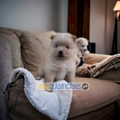 Beautiful puppies available ALASKAN MALAMUTE Dr... 