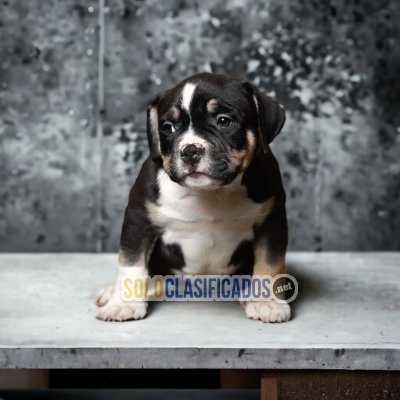 American Bully Gorgeous Puppies... 