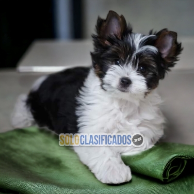 YORSHIRE TERRIER DISPONIBLE/AVAILABLE... 