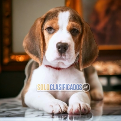 BEAGLE POKET AMERICANO DISPONIBLE/AVAILABLE... 