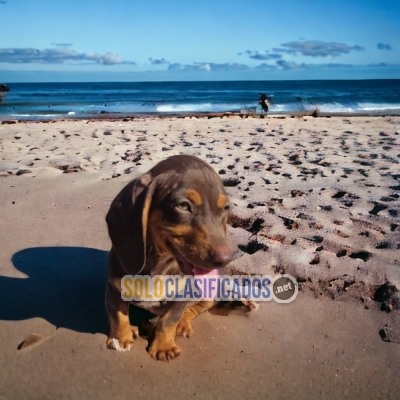 chocolate Dachshund with the best market condition... 